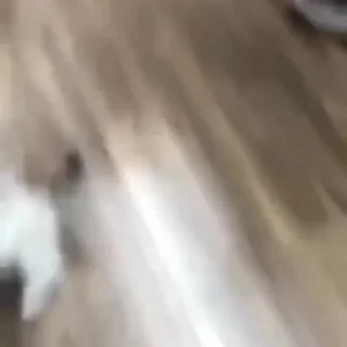 😼