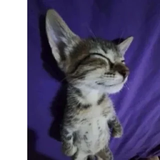 😴