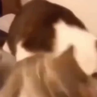 🐈