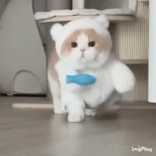🐱
