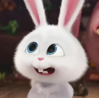 🐰