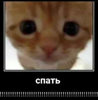 😺