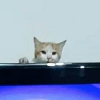 🐈