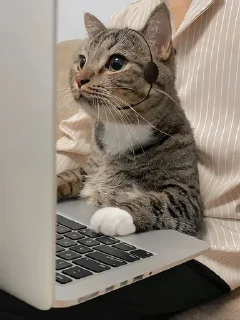 🌟