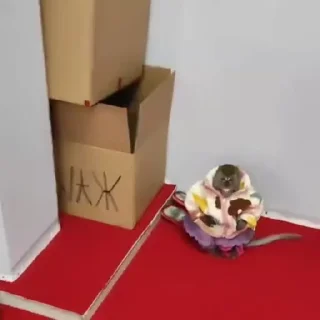🌟