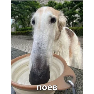 🍽