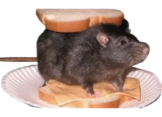 🥪