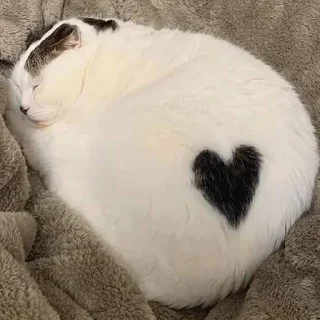 🤍