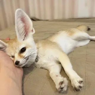 💤