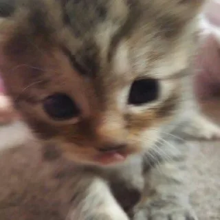 🐱
