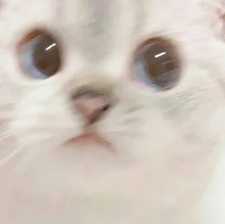 🐱