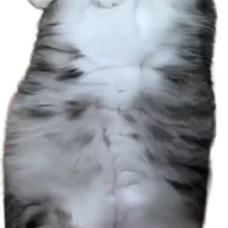 😺