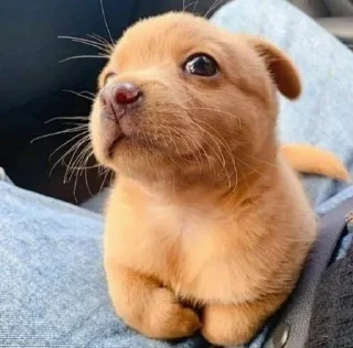 🌟