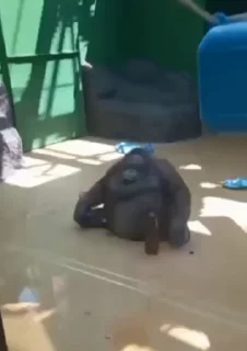 🙈