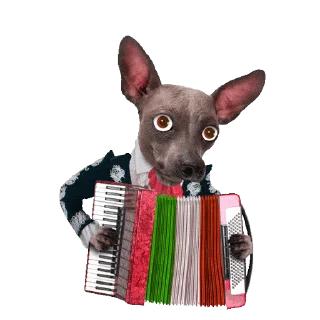 🐶
