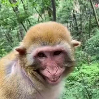 🌟