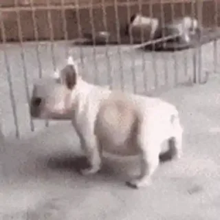 🐶