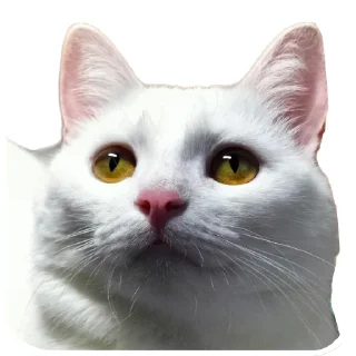 🐱