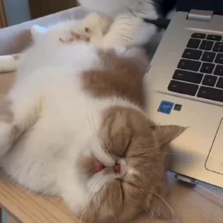 😴