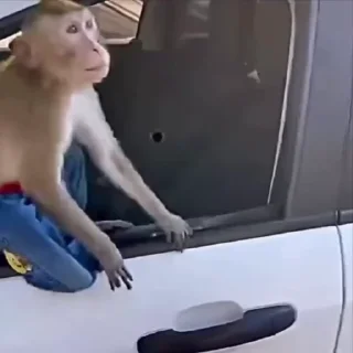 👋