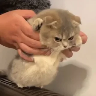 🐶