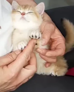 🐈