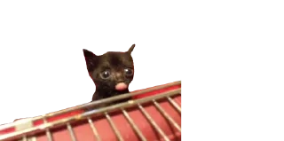 👅