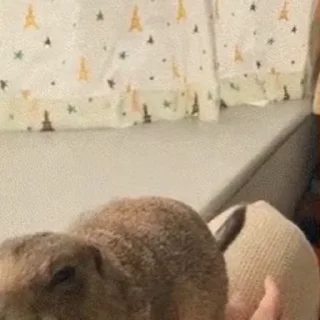 ✋