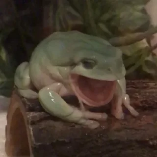 🐸