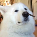 🐶
