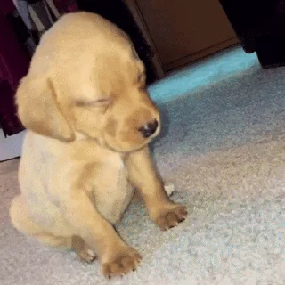 💤