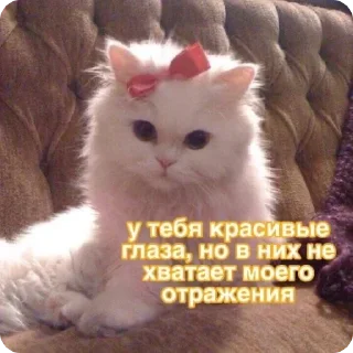 😻