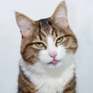 Еблеты котов @gifstiki