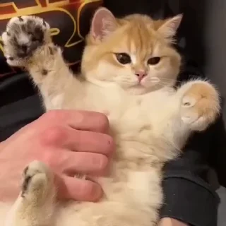 💗