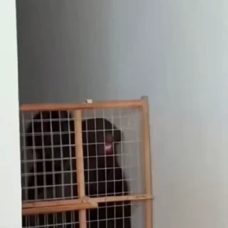 🐩