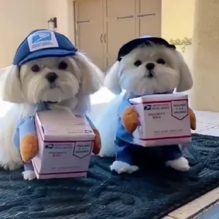 🐶