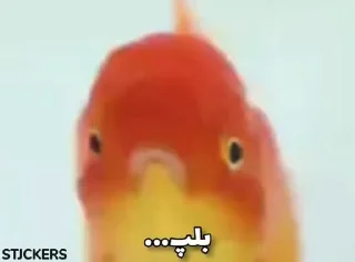 😶