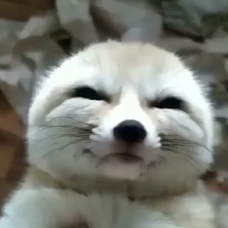 🦊