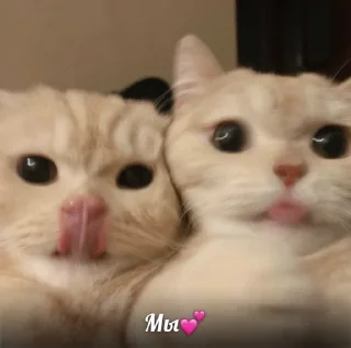 😼