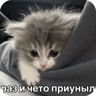 🐱