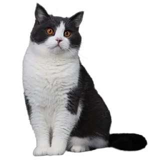 🐈