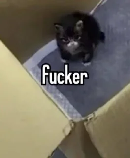 🫶