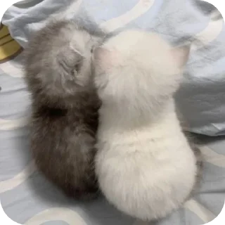 🐾