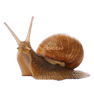 🐌