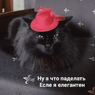 😺