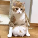 🐱
