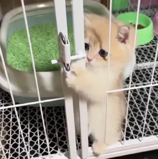 🐱