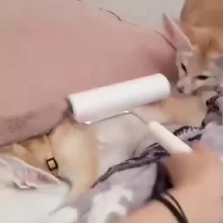🦊