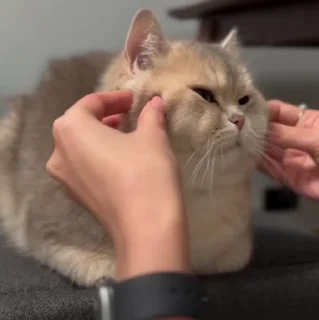 🐱