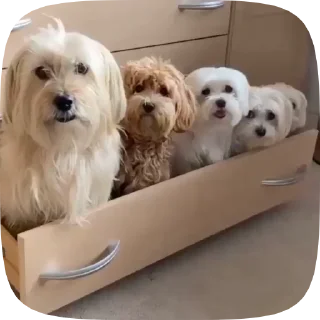 🐶